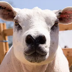 Ein Texeler Schaf aus der Nähe